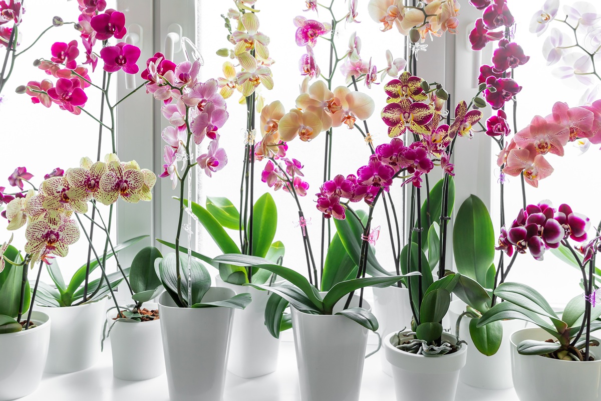 Orchidey
