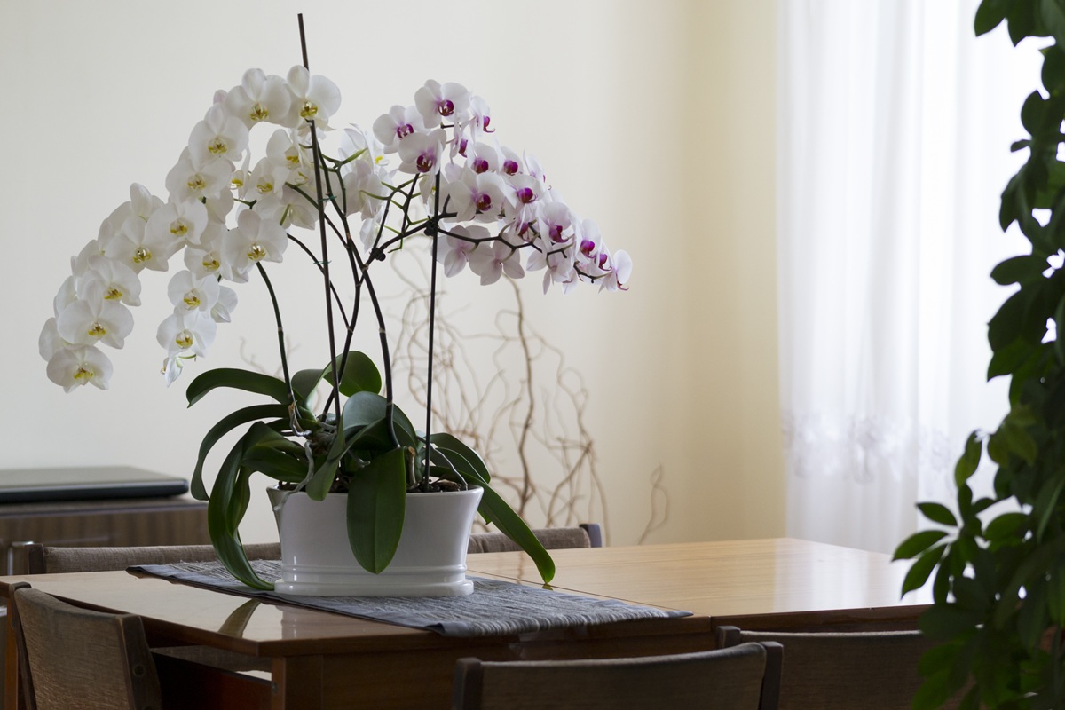 Orchidea v kvetináči