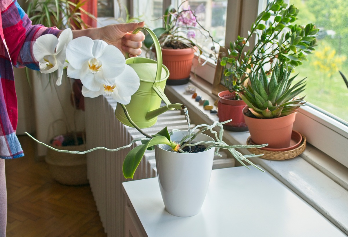 Orchidea v kvetináči