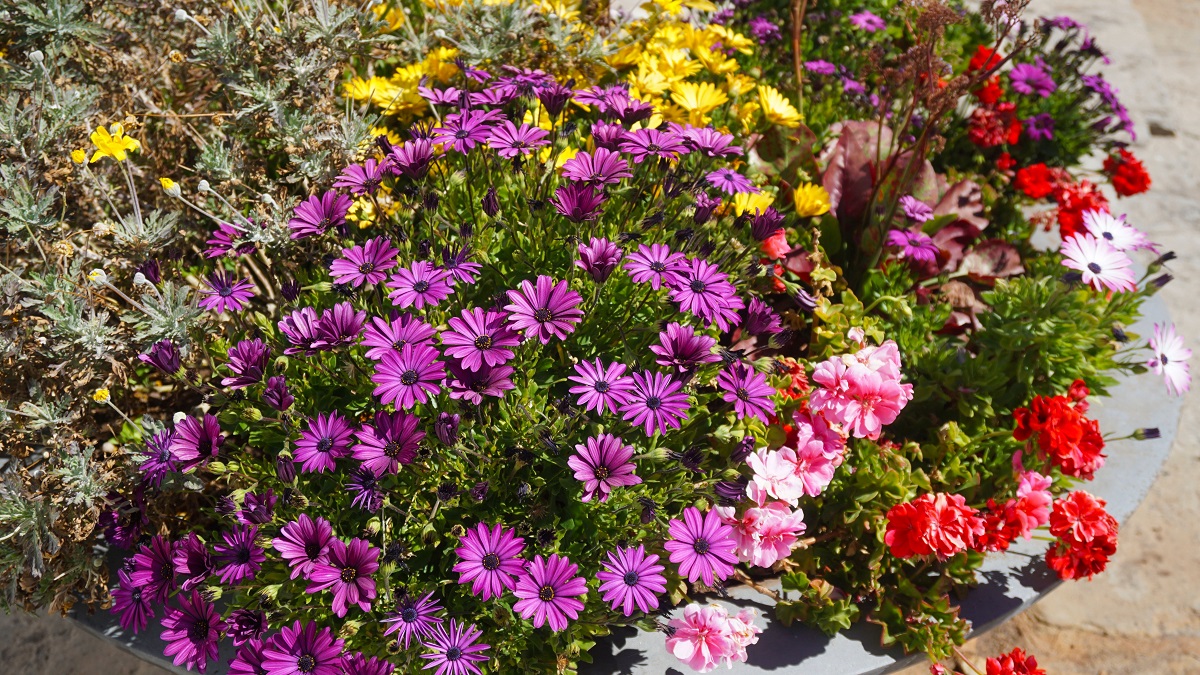 Osteospermum - africká sedmokráska