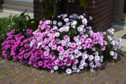 Osteospermum - africká sedmokráska