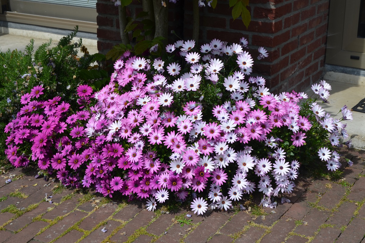 Osteospermum - africká sedmokráska