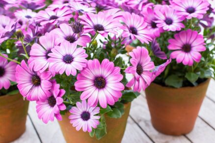 Osteospermum - africká sedmokráska