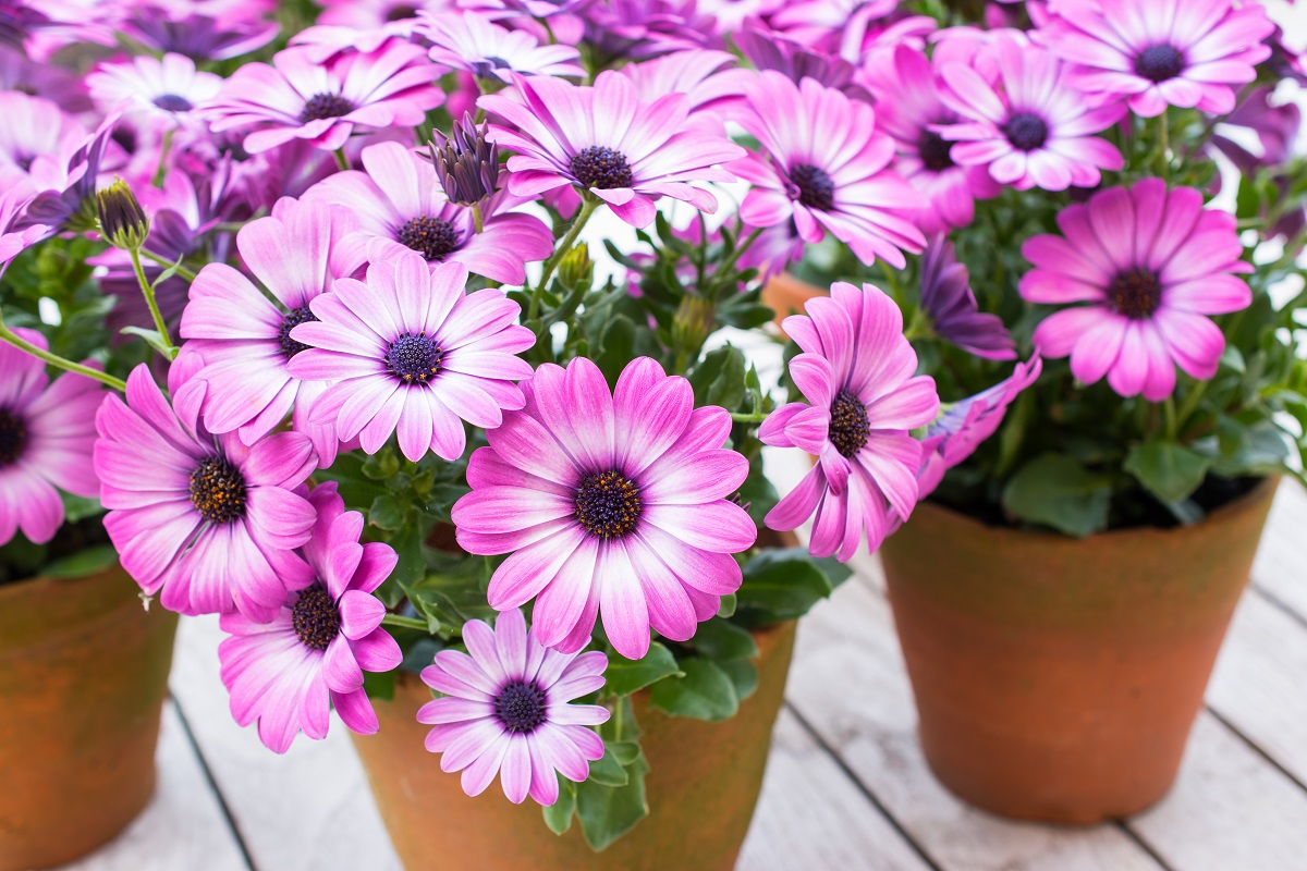 Osteospermum - africká sedmokráska