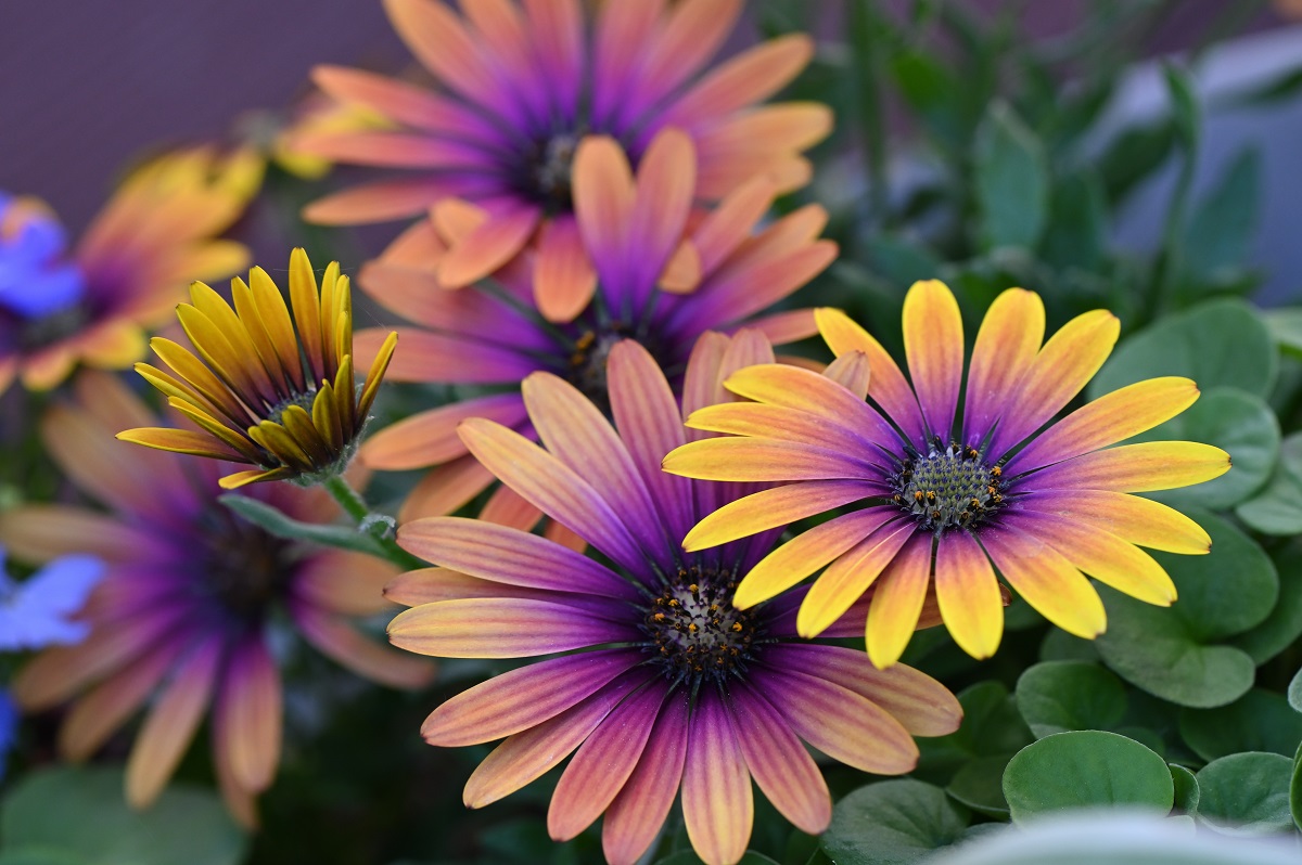 Osteospermum - africká sedmokráska