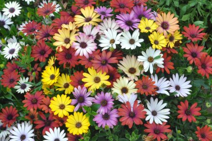 Osteospermum - africká sedmokráska