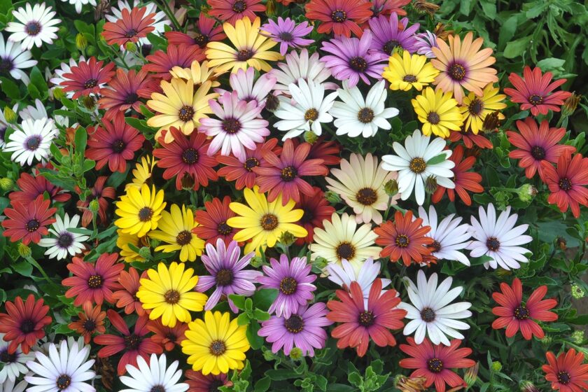 Osteospermum - africká sedmokráska