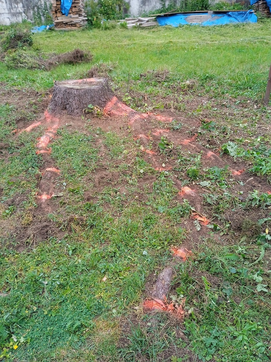 Peň v záhrade pred frézovaním