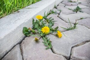 Je ocot pri ničení buriny v zámkovej dlažbe dobrou voľbou? Tu je odpoveď