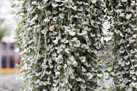 Dichondra (strieborný vodopád)