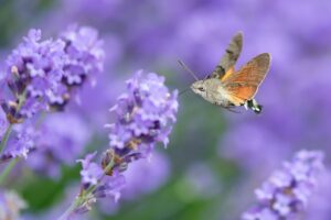 Zoznámte sa so slovenským kolibríkom! Videli ste ho už aj vo vašej záhrade?
