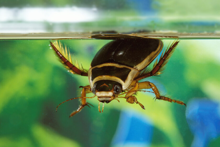 Potápnik obrúbený (Dytiscus marginalis)