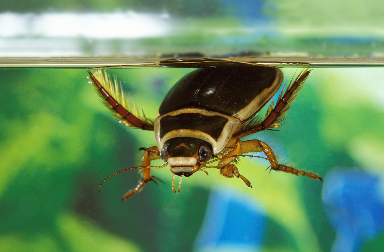 Potápnik obrúbený (Dytiscus marginalis)