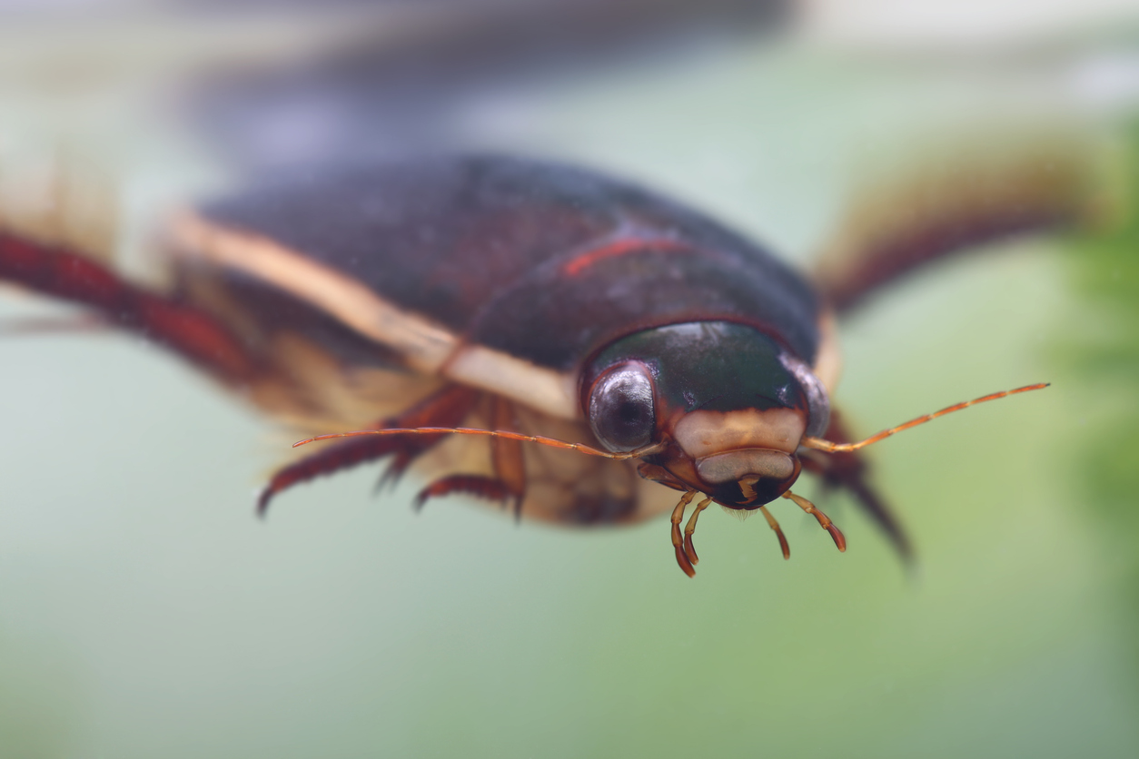 Potápnik obrúbený (Dytiscus marginalis)