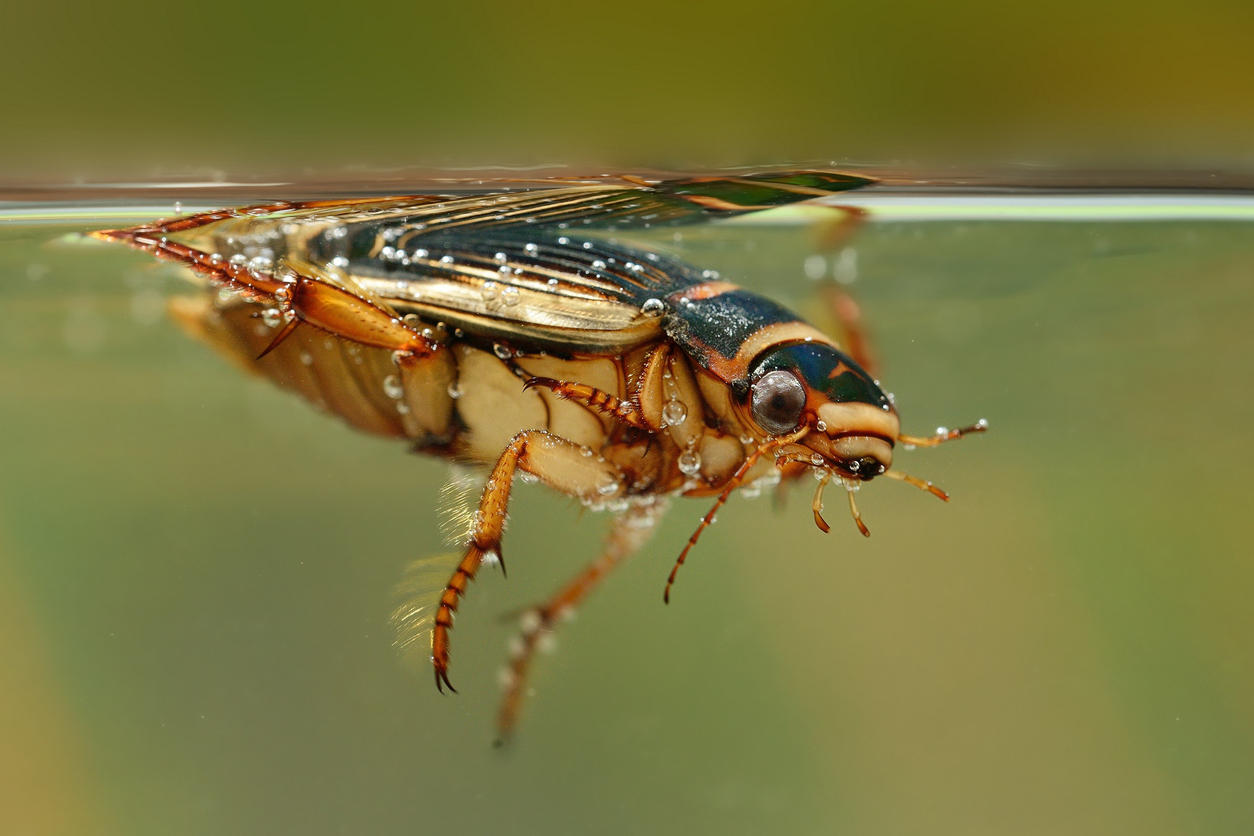 Diver -Enist (Dytiscus marginalis)