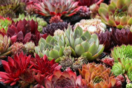 Skalnica (Sempervivum)