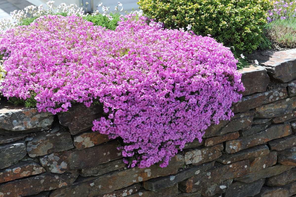 Flox (Phlox)
