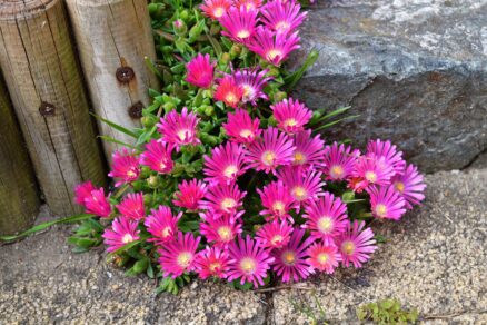 Poludňovka (Delosperma)