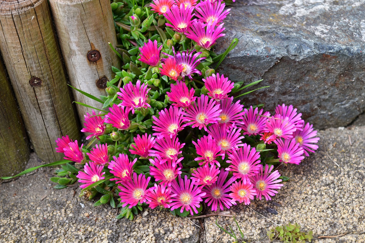 Poludňovka (Delosperma)