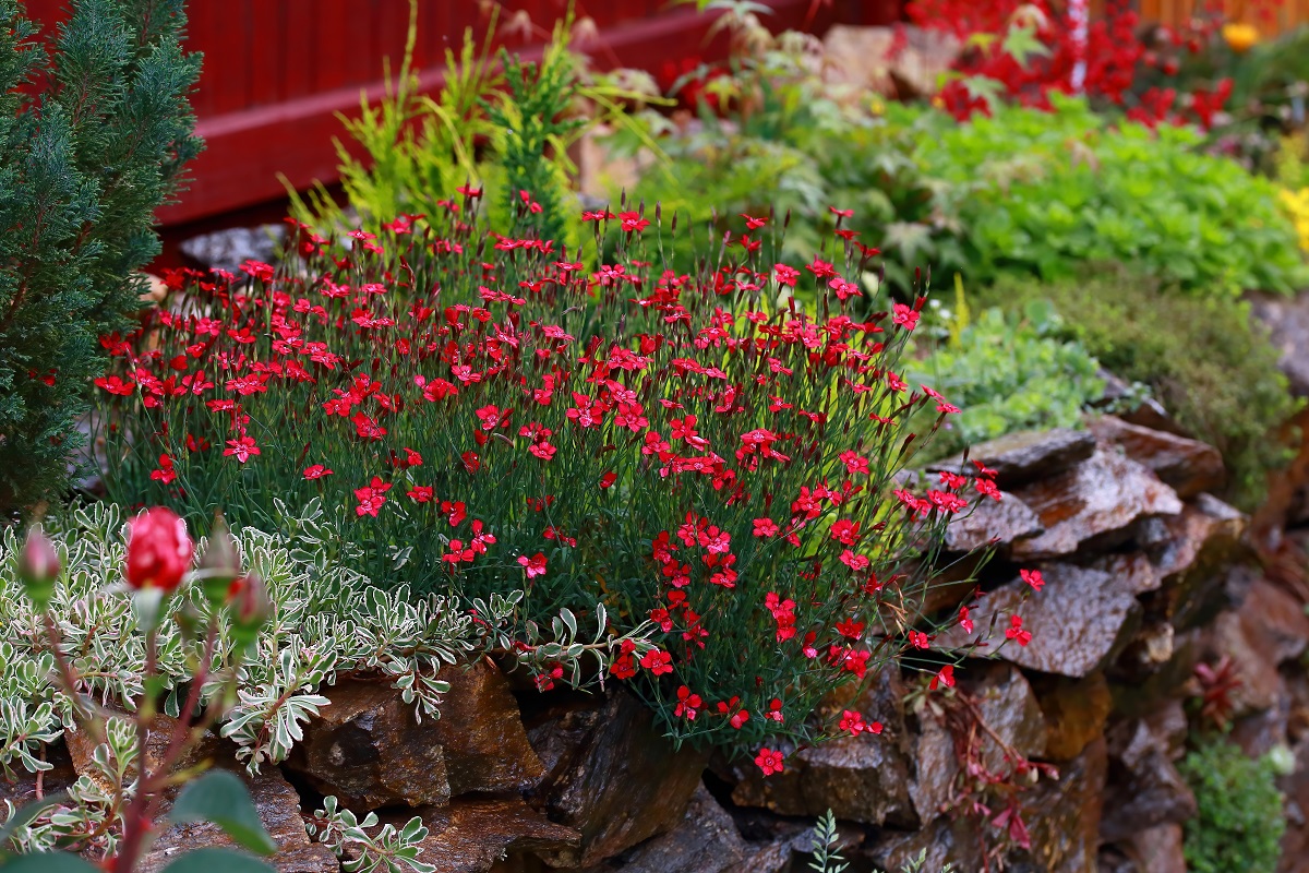 Klinček (Dianthus)