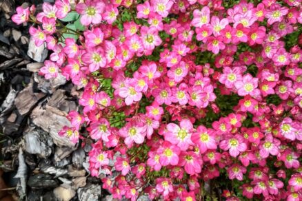 Lomikameň (Saxifraga)