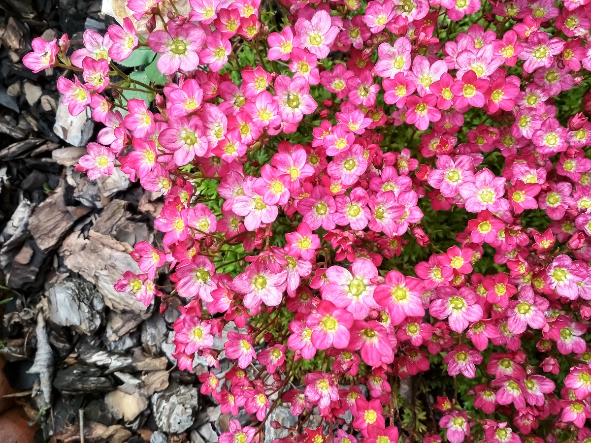 Lomikameň (Saxifraga)