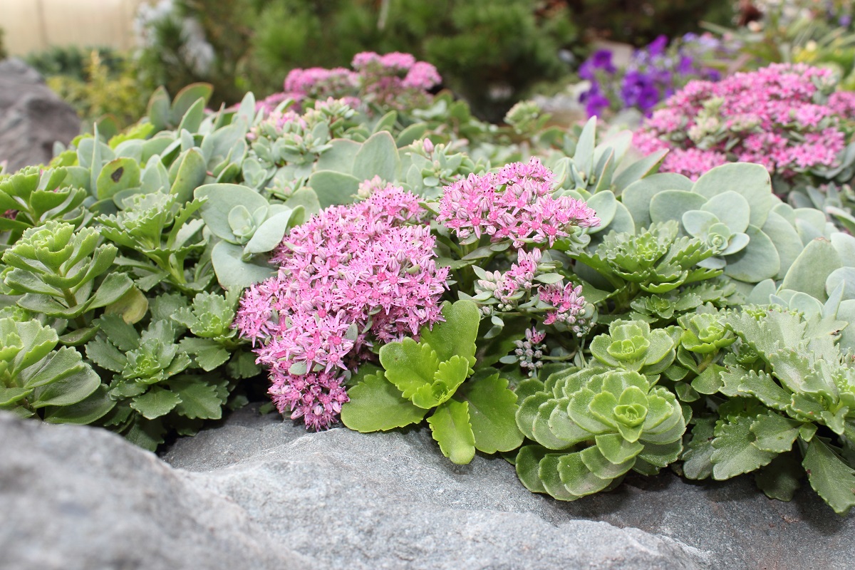 Rozchodník (Sedum)