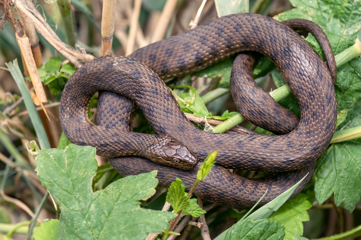 Fed Snake Fed (лат. Surgrix Tessellata)