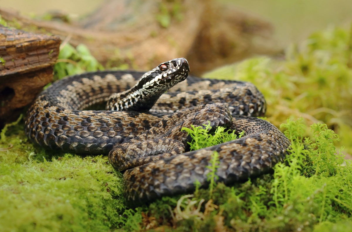 Северный шпиндель (лат. Viper Berus)