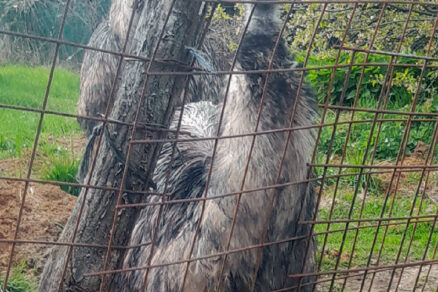 Chov emu na mäso a vajcia
