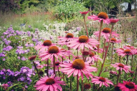 Echinacea purpurea ‘Magnus’ v záhone