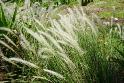 Fontánová tráva Pennisetum ‘Hameln’