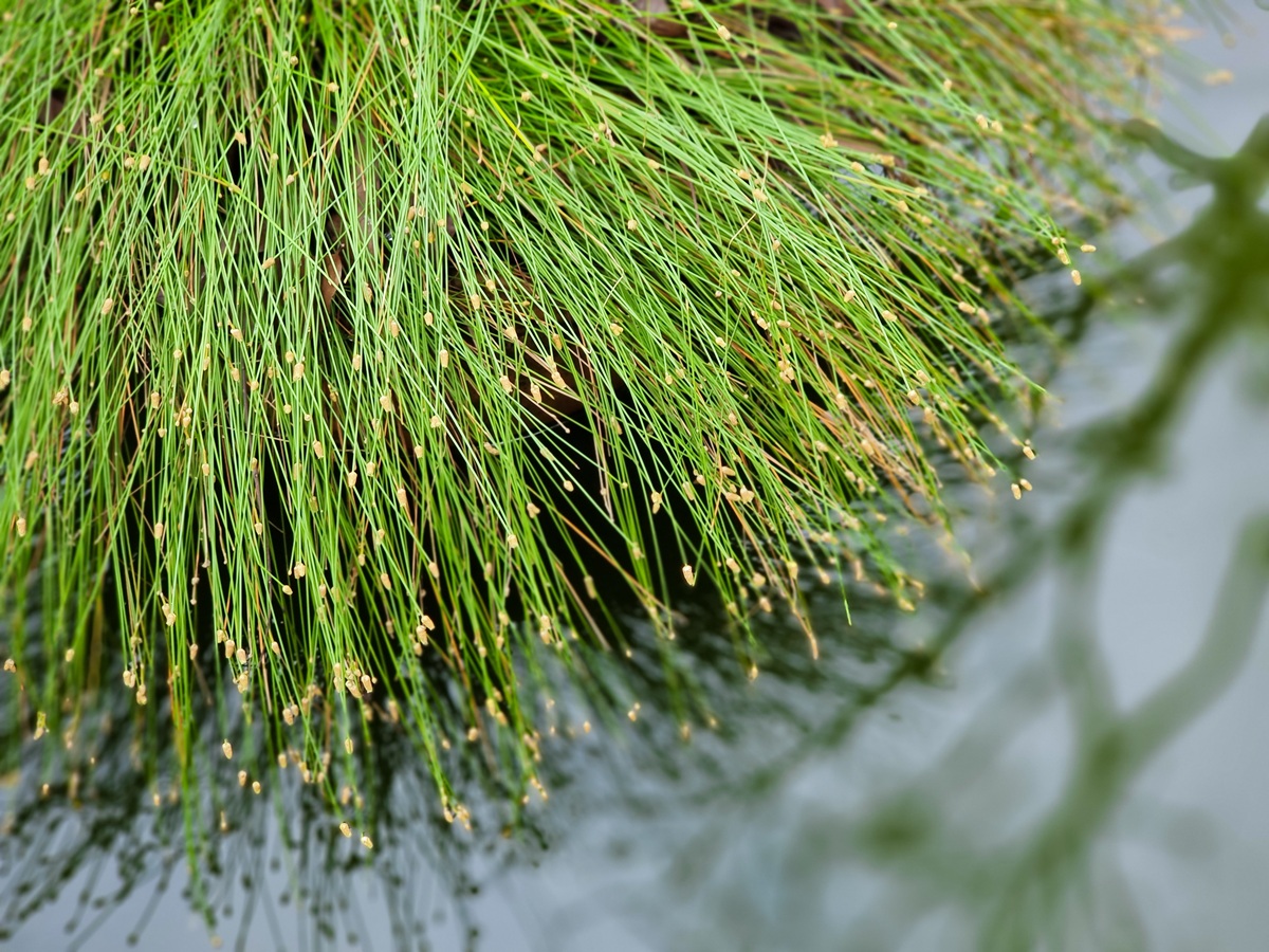 Isolepis Live Wire