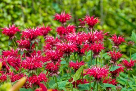 Monarda dvojmocná