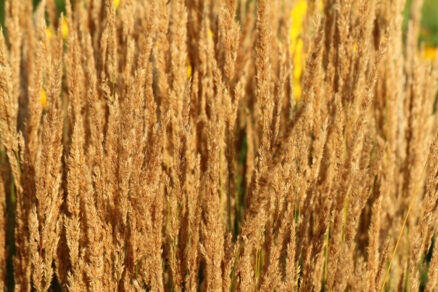 Calamagrostis ‘Karl Foerster’