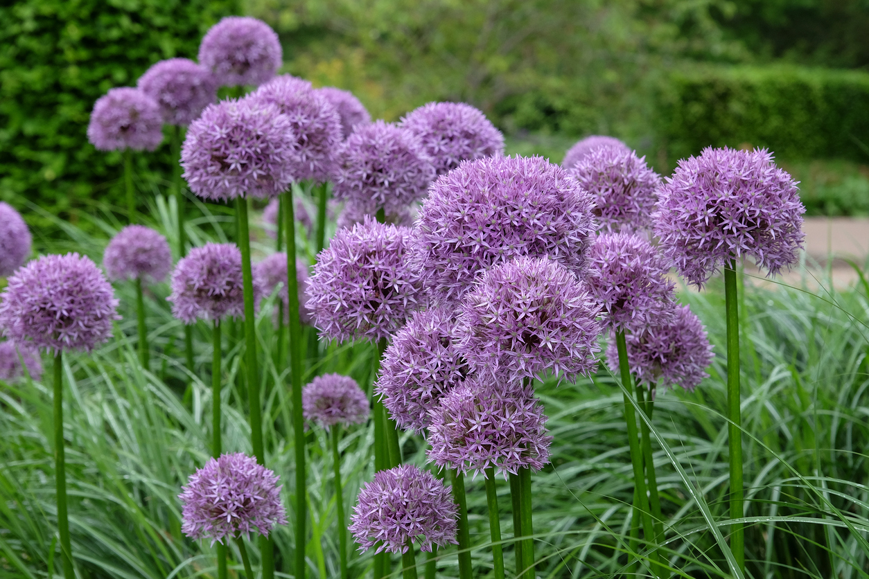 Okrasný cesnak Allium ‘Globemaster’
