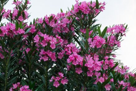 Oleander