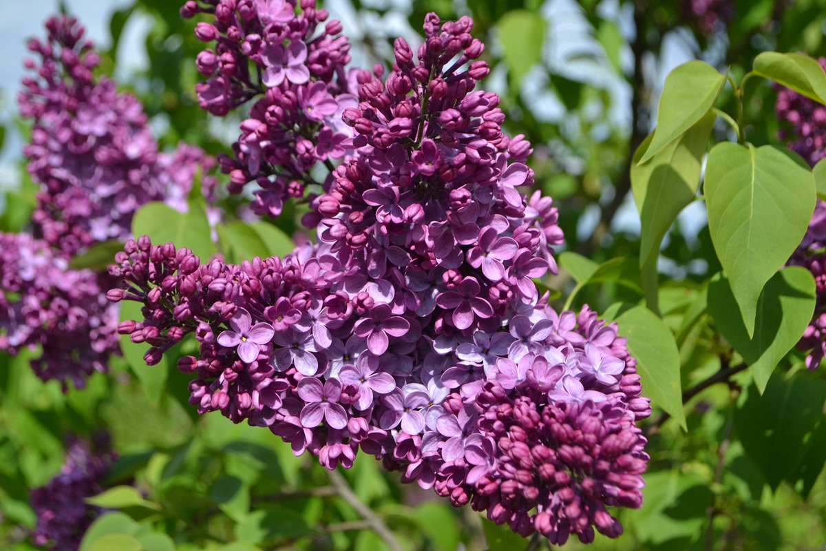Оргат