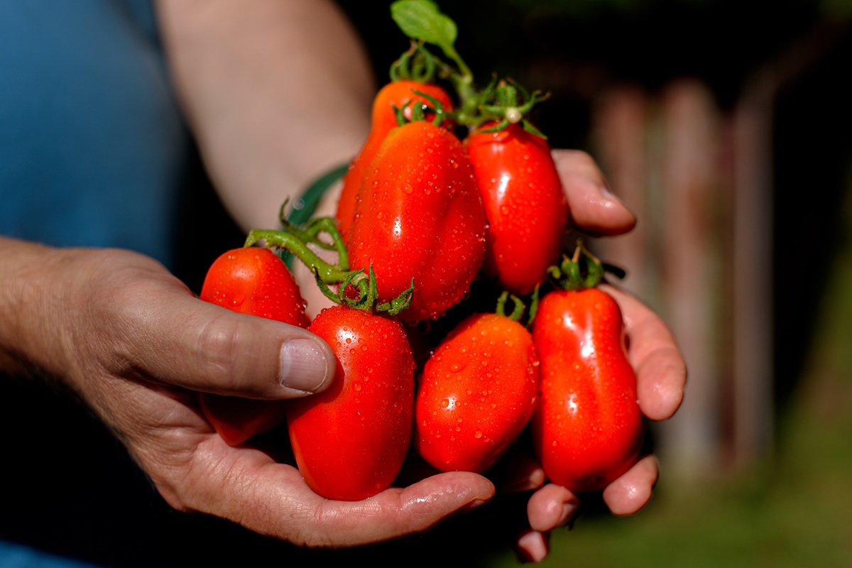 Paradajky odrody San Marzano