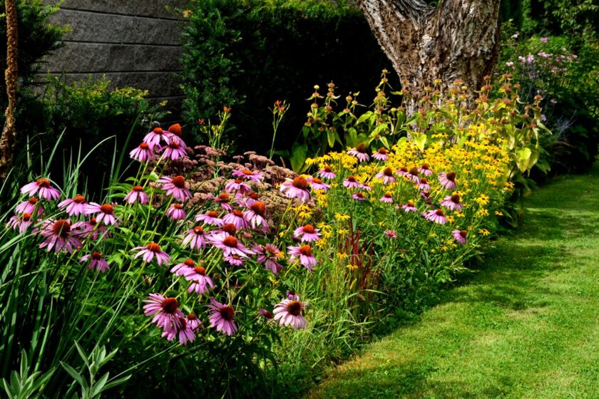 Miešaný trvalkový záhon: echinacea, rudbekia a letné kvety v plnom kvete.