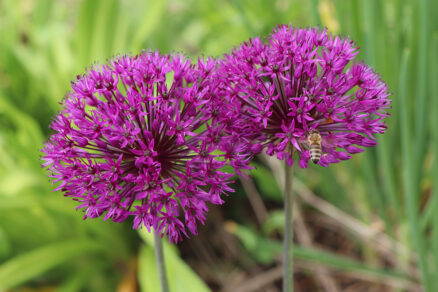 Allium aflatunense „Purple Sensation“