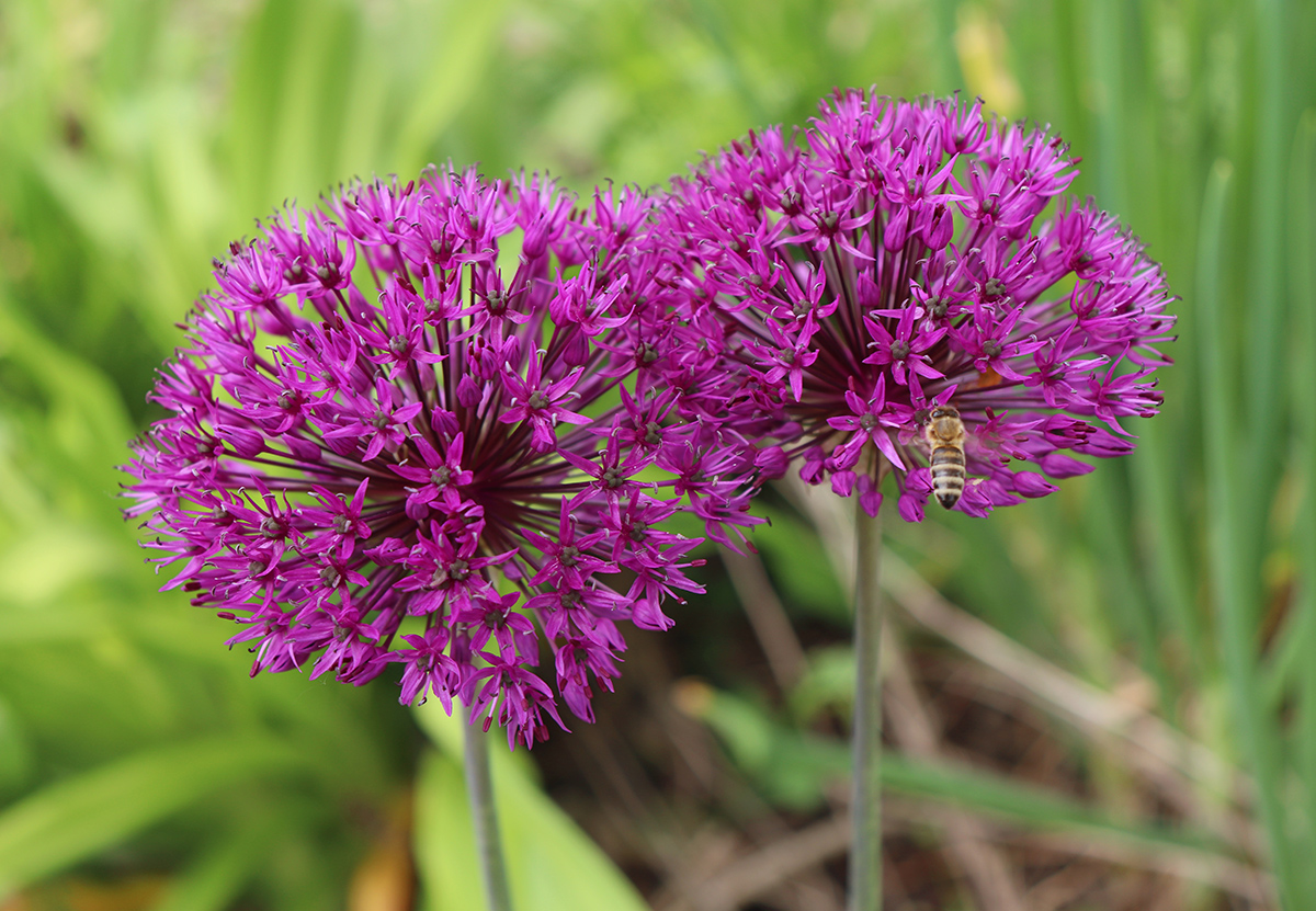 Allium aflatunense „Purple Sensation“