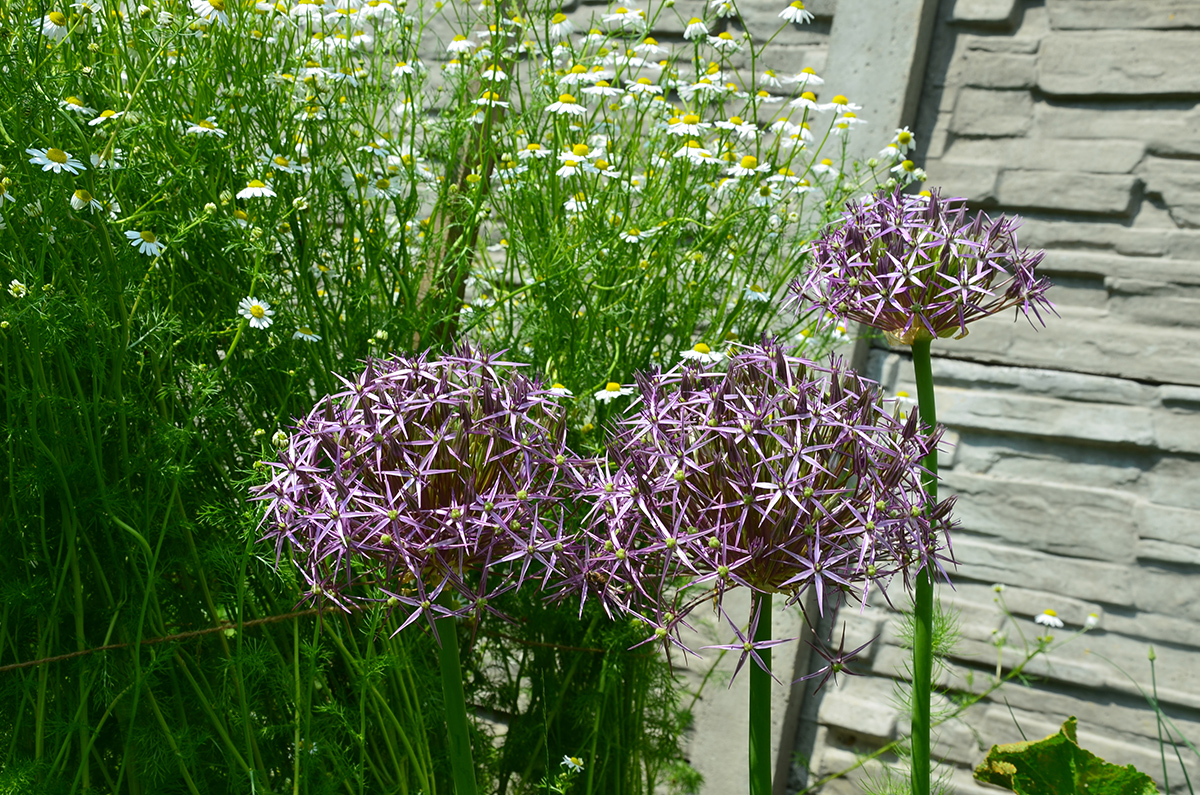 Allium christophii – známy ako „Star of Persia“