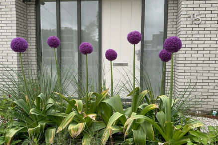 Allium giganteum – obor medzi cesnakmi