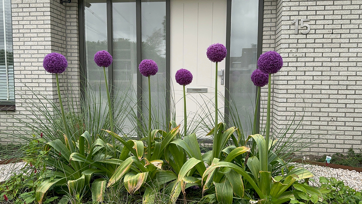 Allium giganteum – obor medzi cesnakmi