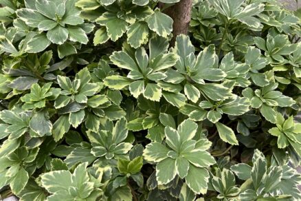 Pachysandra vrcholová