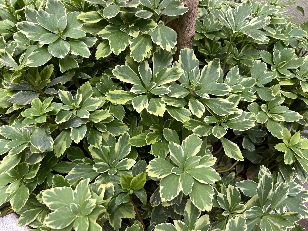 Pachysandra vrcholová