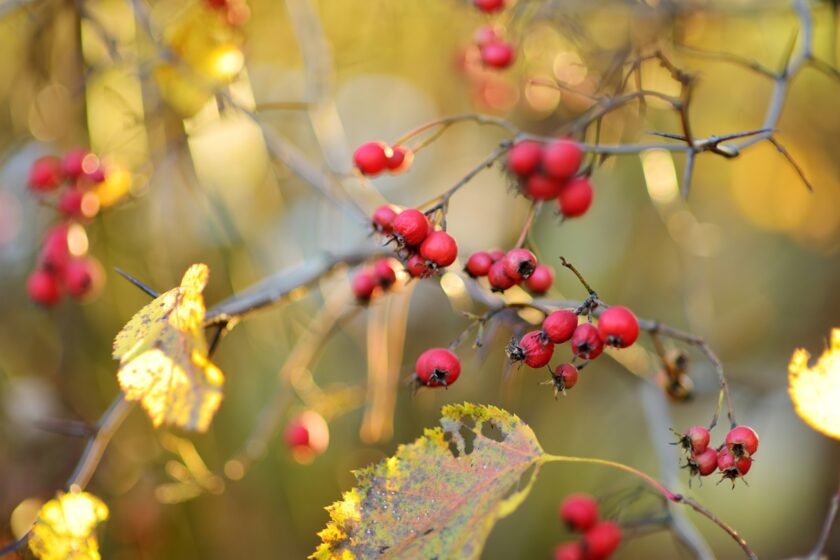 Hloh obyčajný (Crataegus monogyna)