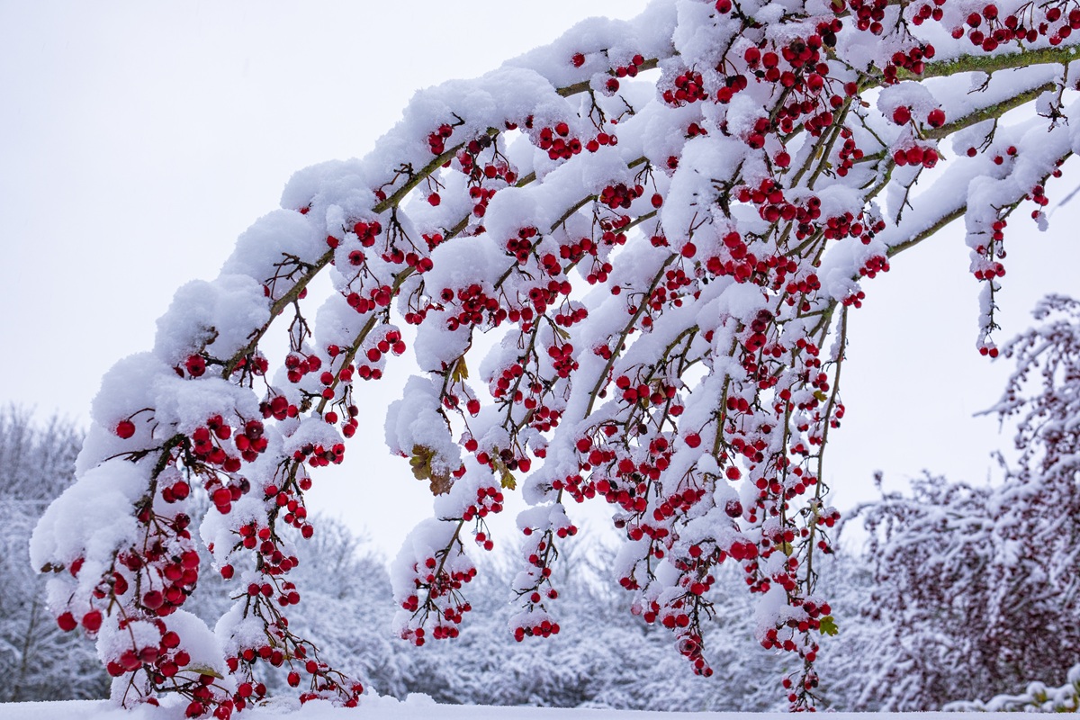 Hloh obyčajný (Crataegus monogyna)