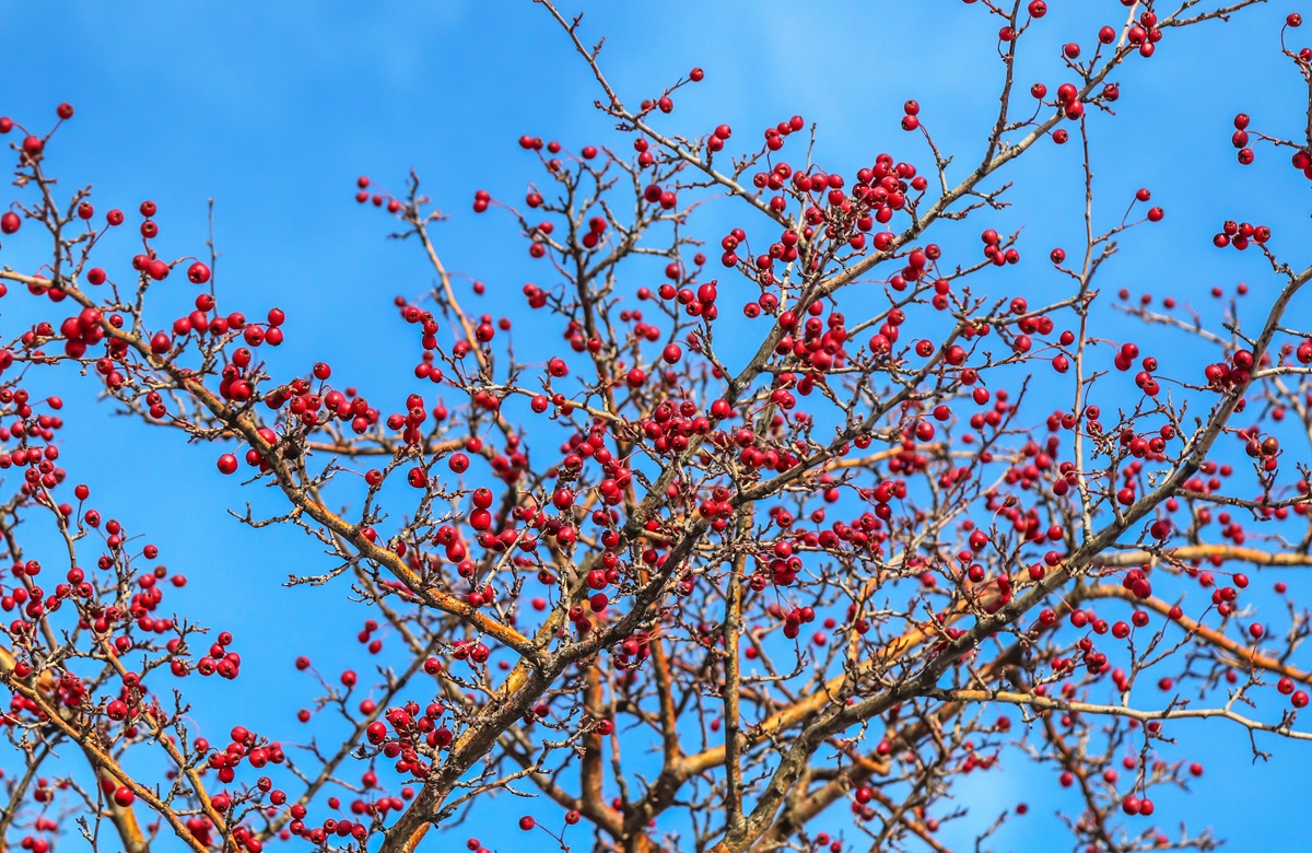 Hloh obyčajný (Crataegus monogyna)